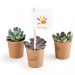 Product thumbnail Fatty plant in a cardboard cup 0